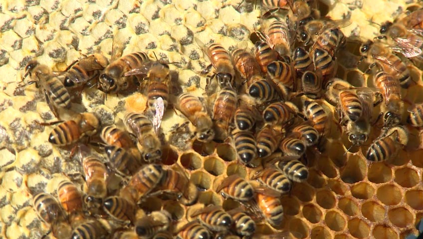 Revolutionary Beekeeping